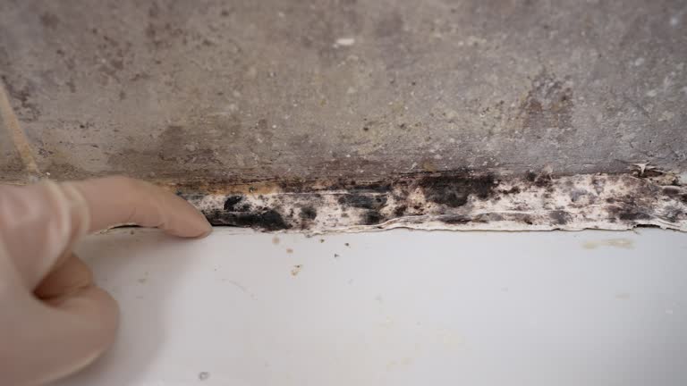 Forensic Mold Investigation in North Utica, IL